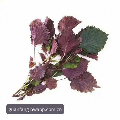 博万体育平台用户体验全面解析：从博万BW官网下载到账户安全